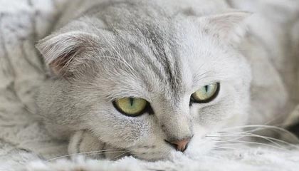 被苏亚雷斯吐口水的西雅图海湾人工作人员：我本以为他会咬我